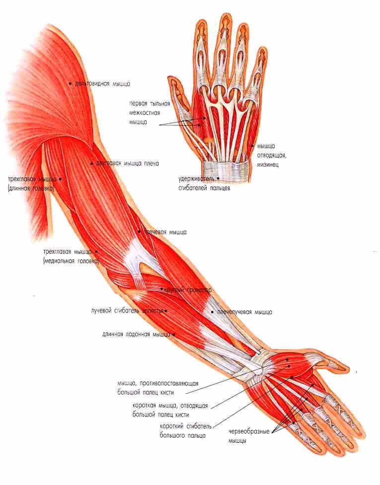 Боль выше запястья. Анатомия руки человека кости и мышцы и сухожилия. Строение кисти мышцы и сухожилия. Мышцы кисти анатомия строение. Мышцы предплечья и кисти анатомия.