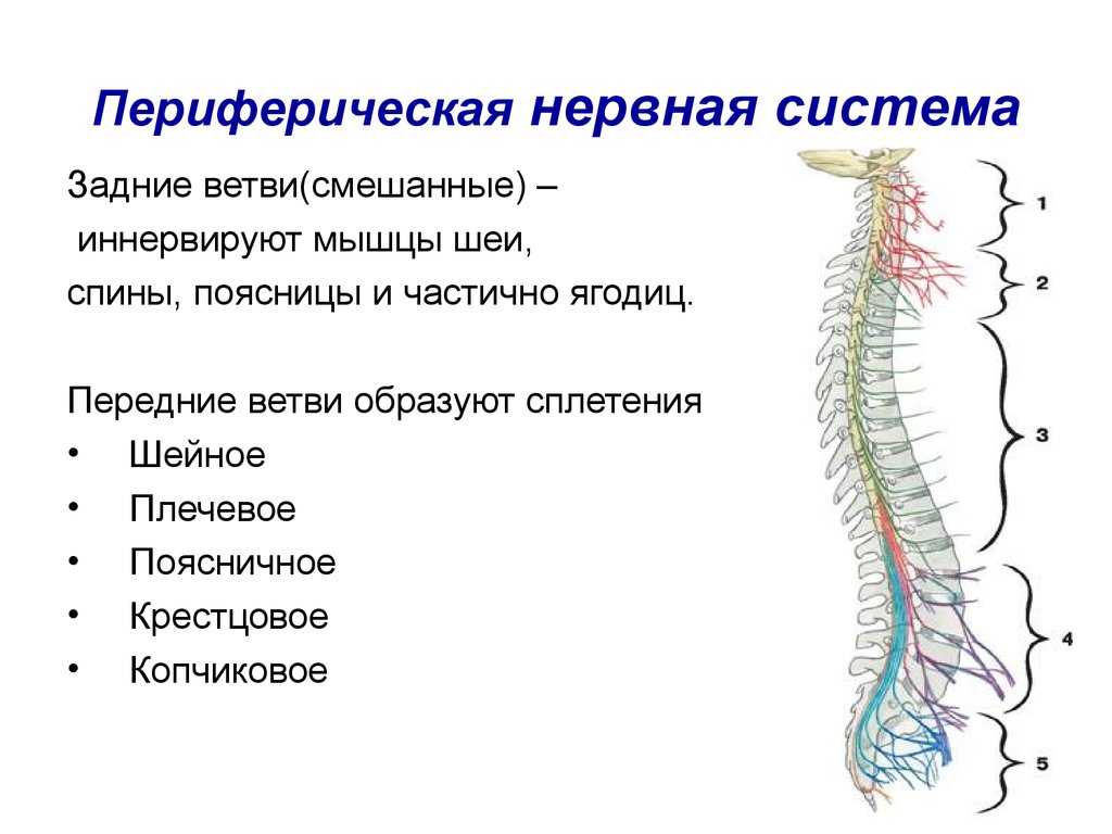 Реферат: Заболевания периферической нервной системы